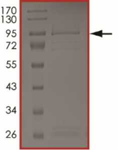 EGFR (d746-750 T790M L798I), Active